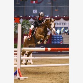 SW Crystal on riding equipment, helmet and bridle